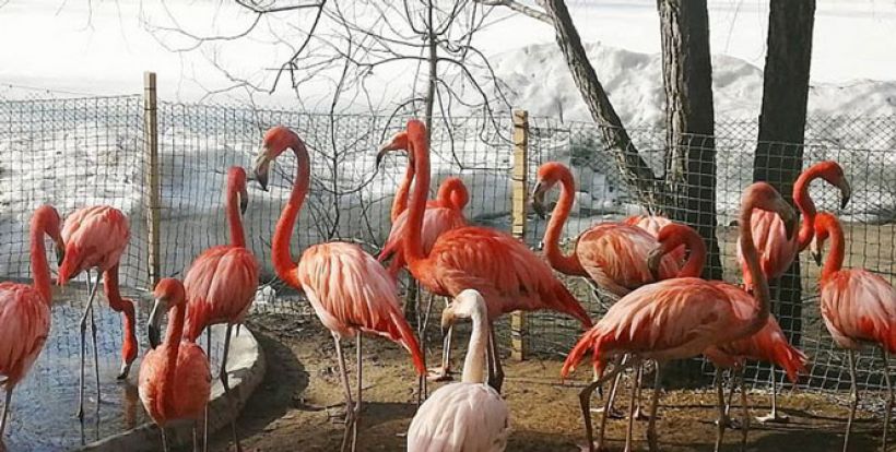 Фламинго Новосибирск Фото